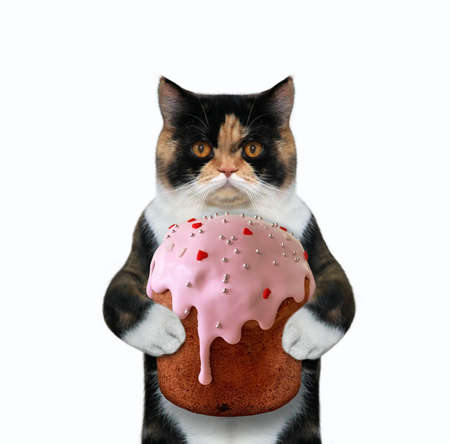 The multi colored cat is holding a cake with pink glaze. White background. Isolated.の写真素材