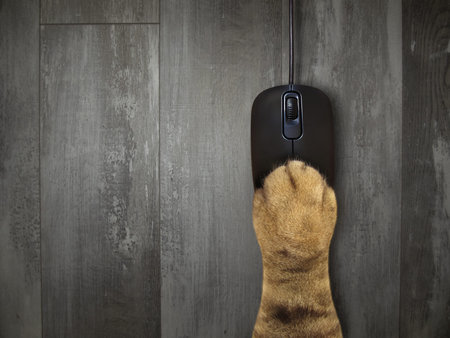 The beige cat paw is lying on a black wired computer mouse on the desk. Wooden background.