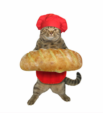 The beige cat baker in a red chef hat and apron is holding a big loaf of white bread. White background. Isolated.の写真素材