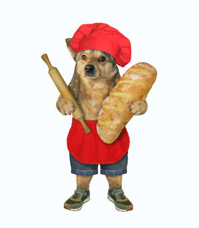 The beige dog baker in a red chef hat and apron is holding a big loaf of white bread and a wooden rolling pin. White background. Isolated.の写真素材