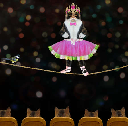 The multi colored cat in ballet dancer clothes with a golden crown is dancing on the tightrope in the circus.の写真素材