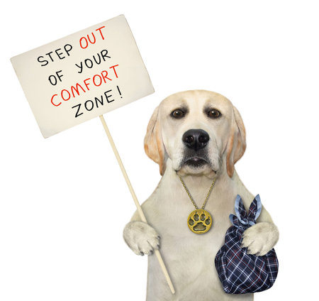 A dog with a bag holds a poster that says step out of your comfort zone. White background. Isolated.の写真素材