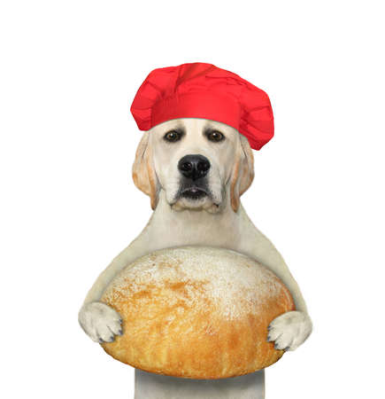 A dog baker in a red chef hat holds a big loaf of bread. White background. Isolated.の写真素材