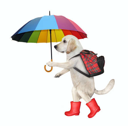 A dog tourist in a red rubber boots with a backpack is hiking. White background. Isolated.の写真素材