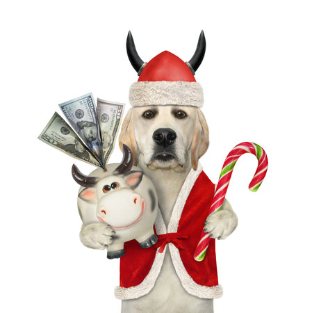 A dog in a Santa Claus clothing holds a money box cow with dollars and a Christmas candy cane. White...