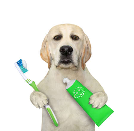 A dog with a toothbrush and a tube of toothpaste is brushing his teeth. White background. Isolated.の写真素材
