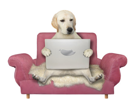 A dog is sitting on a sofa and looking at a screen of a laptop. White background. Isolated.の写真素材