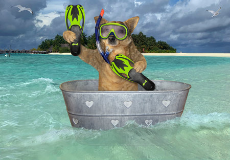 A dog diver with a mask, a snorkel and flippers in a washtub is drifting near a beach of a tropical island.の写真素材