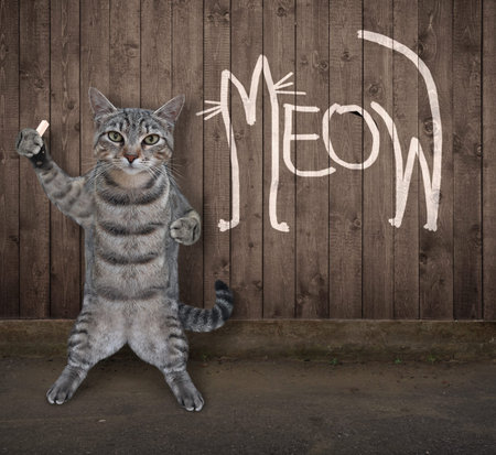 A gray cat wrote meow in chalk on the wooden fence.の写真素材