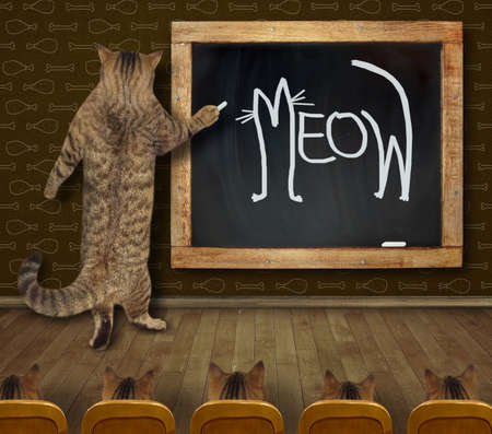 A beige cat teacher wrote meow in chalk on the chalkboard.の写真素材