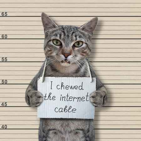 A gray cat criminal has a sign around his neck that says I chewed the internet cable. Lineup beige...