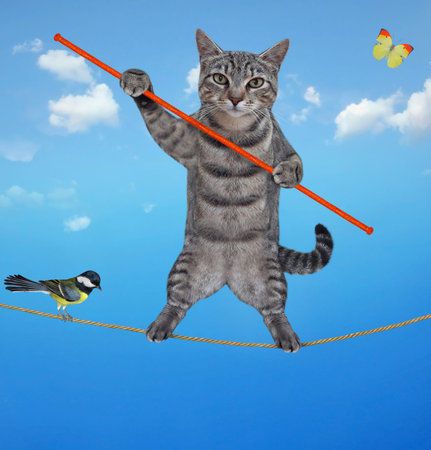A gray cat acrobat with a pole is walking on the tightrope. A bird is on the rope. Sky background.の写真素材