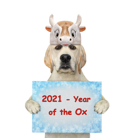 A dog in an ox hat holds a holiday sign. White background. Isolated.