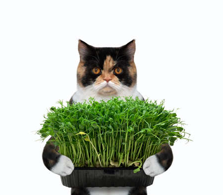 A colored cat holds a plastic microgreens box. White background. Isolated.の写真素材