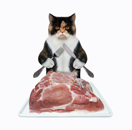 A multi colored cat with a knife and a fork is eating a big piece of raw meat from a square plate. White background. Isolated.の写真素材