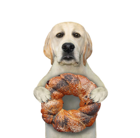 A dogt holds a round sweet bun sprinkled with poppy seeds and sesame seeds. White background....