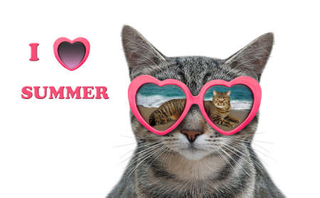 A cat wears heart shaped sunglasses with the reflection of a sea in them. I love summer. White background. Isolated.の写真素材