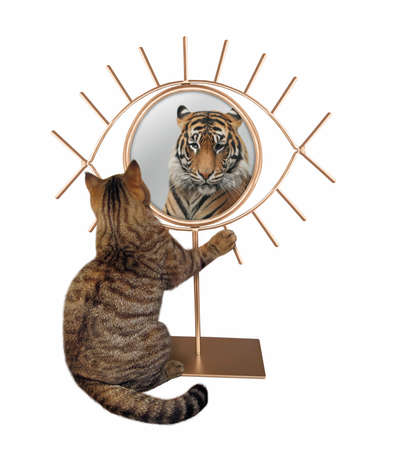 A beige cat stares his reflection in a golden eye shaped mirror. He sees a tiger there. White background. Isolated.の写真素材
