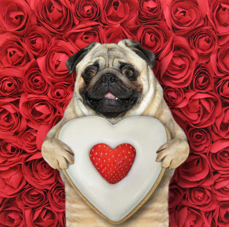 A dog pug holds a heart shaped biscuit with a strawberry. Red rose background.の写真素材