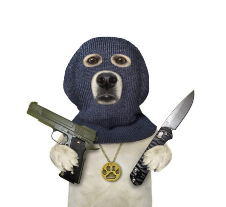 A dog labrador in a balaclava is holding a gun and a folding knife. White background. Isolated.