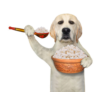 A dog labrador eats cottage cheese with a wooden spoon from a big clay bowl. White background....