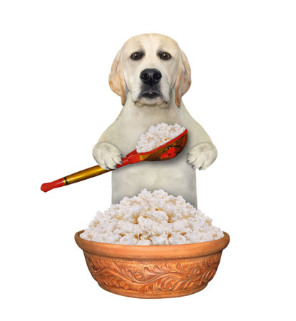 A dog labrador eats cottage cheese with a wooden spoon from a big clay bowl. White background....