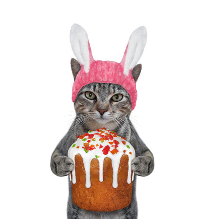 A gray cat in a pink easter bunny hat is holding a easter cake. White background. Isolated.