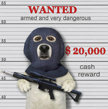 A dog labrador criminal in a balaclava holds an assault rifle. Armed and very dangerous. He is wanted.の写真素材