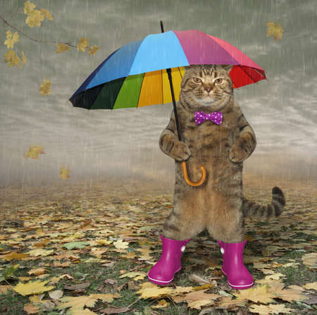 The cat in a bow tie and pink rubber boots under a color umbrella is standing on the fallen leaves. Autumn. It's raining.の写真素材