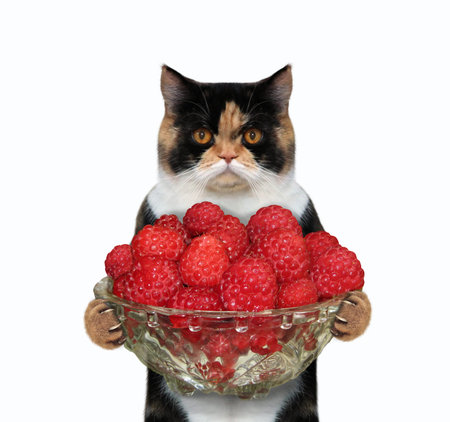 The cat is holding a big glass bowl of raspberry red berries. White background. Isolated.