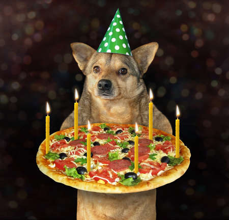 The dog in a birthday hat holds a holiday pizza with six candles. Dark background.の写真素材