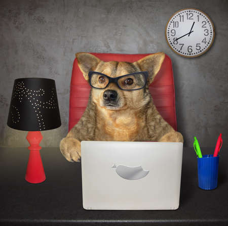 The dog businessman in glasses works on his laptop at the table in the office.の写真素材