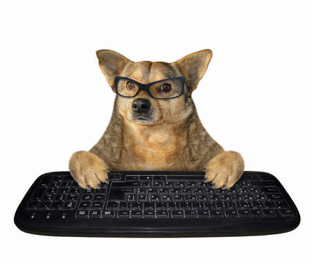 The dog in glasses presses the keys of a computer mechanical keyboard. White background. Isolated.の写真素材