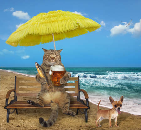 The cat drinks beer and eats smoked mackerel on the beach. His dog is next to him.の写真素材
