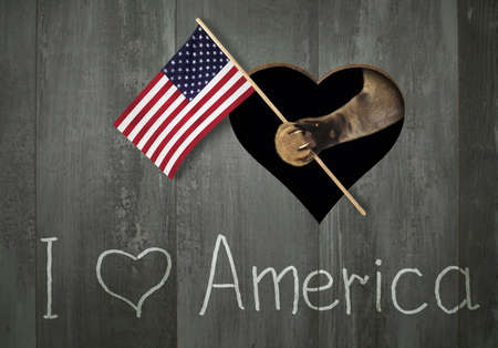 The cat is leaning out the flag of the United States through a hole in the fence. I love America.の写真素材