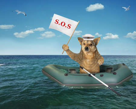 The dog sailor drifts in a rubber boat on the sea after a shipwreck. It holds a sign that says sos.の写真素材