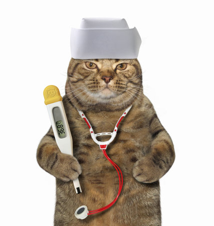 The cat doctor in a medical hat has a clinical digital thermometer and a stethoscope. White background. Isolated.の写真素材