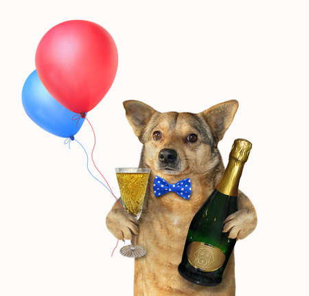 The dog in a red bow tie holds a champagne glass, a bottle of sparkling wine and balloons. White background. Isolated.の写真素材