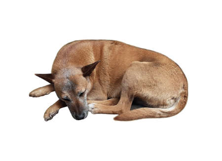 A red dog is lying and sleeping. White background. Isolated.の写真素材
