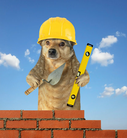 The dog builder in a safety helmet with a trowel and a level builds the brick wall. Sky background.の写真素材