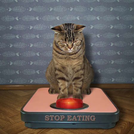 The big cat is weighed on a bathroom scale. A red light bulb on it warns about overweight.の写真素材