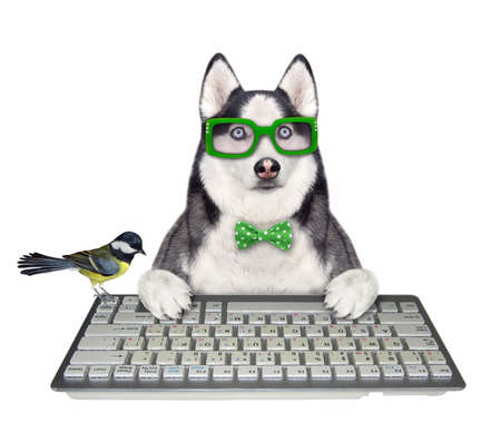 A dog husky programmer in a green bow tie and glasses is typing on a keyboard of computer. White background. Isolated.の写真素材