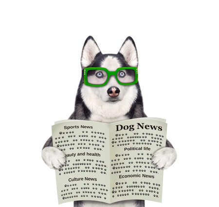 A dog husky in glasses is holding an open newspaper. White background. Isolated.の写真素材
