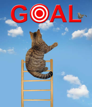 The cat climbed up the wooden ladder to catch the bird. This is its goal. Sky background.の写真素材