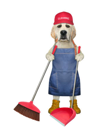 A dog labrador in a red cap, an apron and boots holds a broom and a dustpan. White background. Isolated.の写真素材