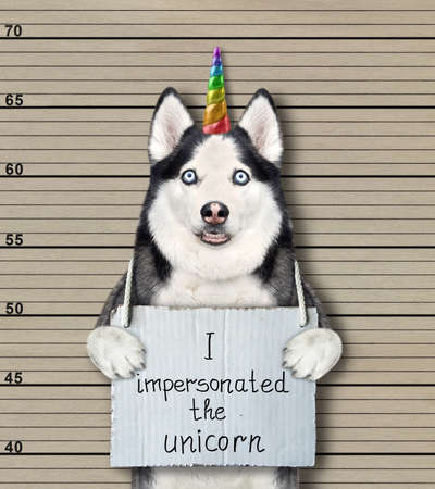 A dog husky was arrested. He has a sign around its neck that says I impersonated the unicorn. Police lineup background.の写真素材