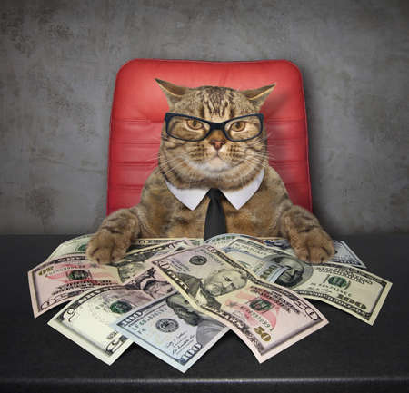 The smart cat sits at the table on which there are a lot of american dollars.の写真素材