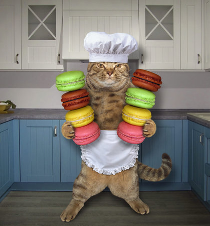 The cat chef two holds stacks of colored cookies in the kitchen.の写真素材