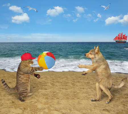 A beige cat in a red cap and a dog play with a ball on a beach of the sea together.の写真素材