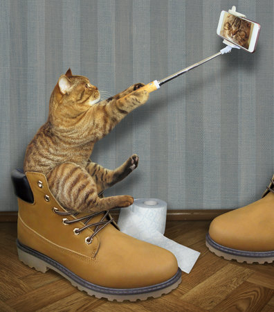 The cat sits on a big yellow men's shoe and takes a selfie.の写真素材